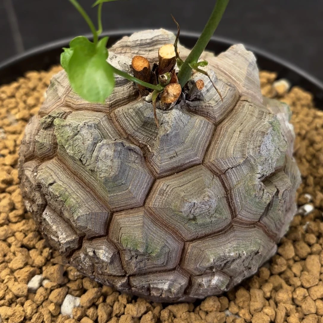 1685号龟甲龙带盆包邮尺寸10