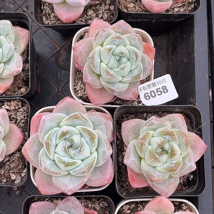 阿雅园艺。       6058冰玉三颗