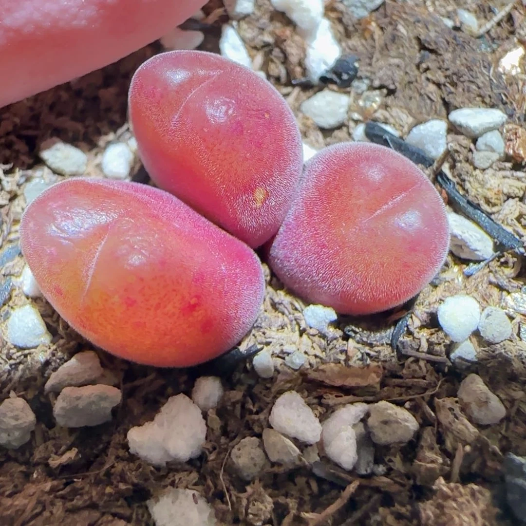 肉锥多肉植物百科-长毛翠滴1290