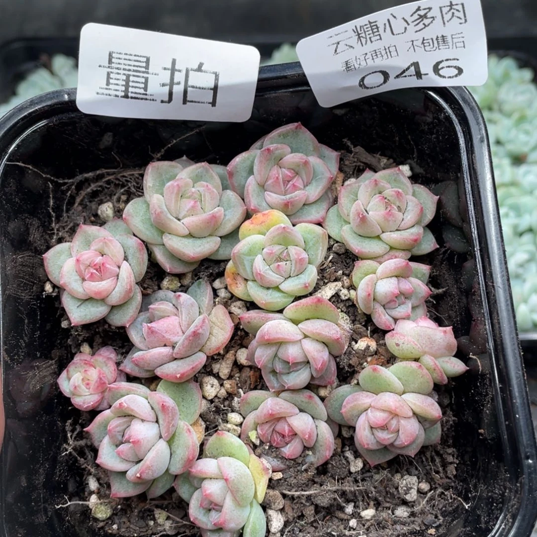 云糖心多肉植物46