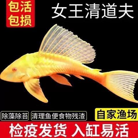 红眼女王大帆清道夫异型热带观赏鱼清洁鱼缸除藻除青苔鱼缸清洁工