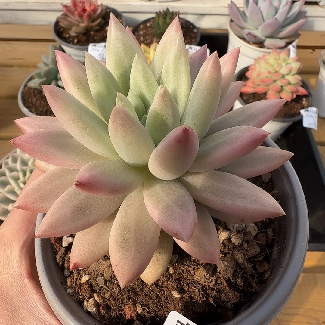 水晶球11111104-35