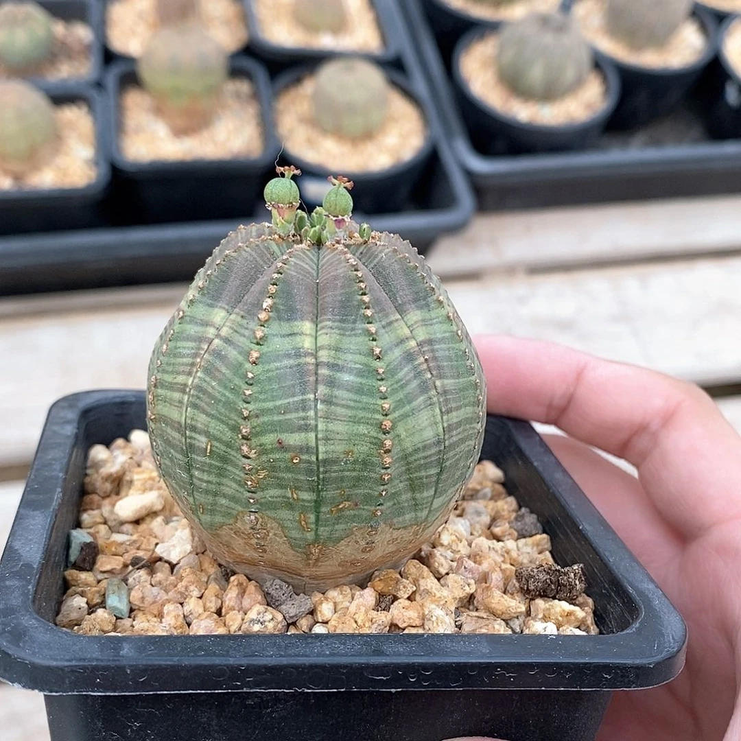 欧系实生布纹球多肉植物