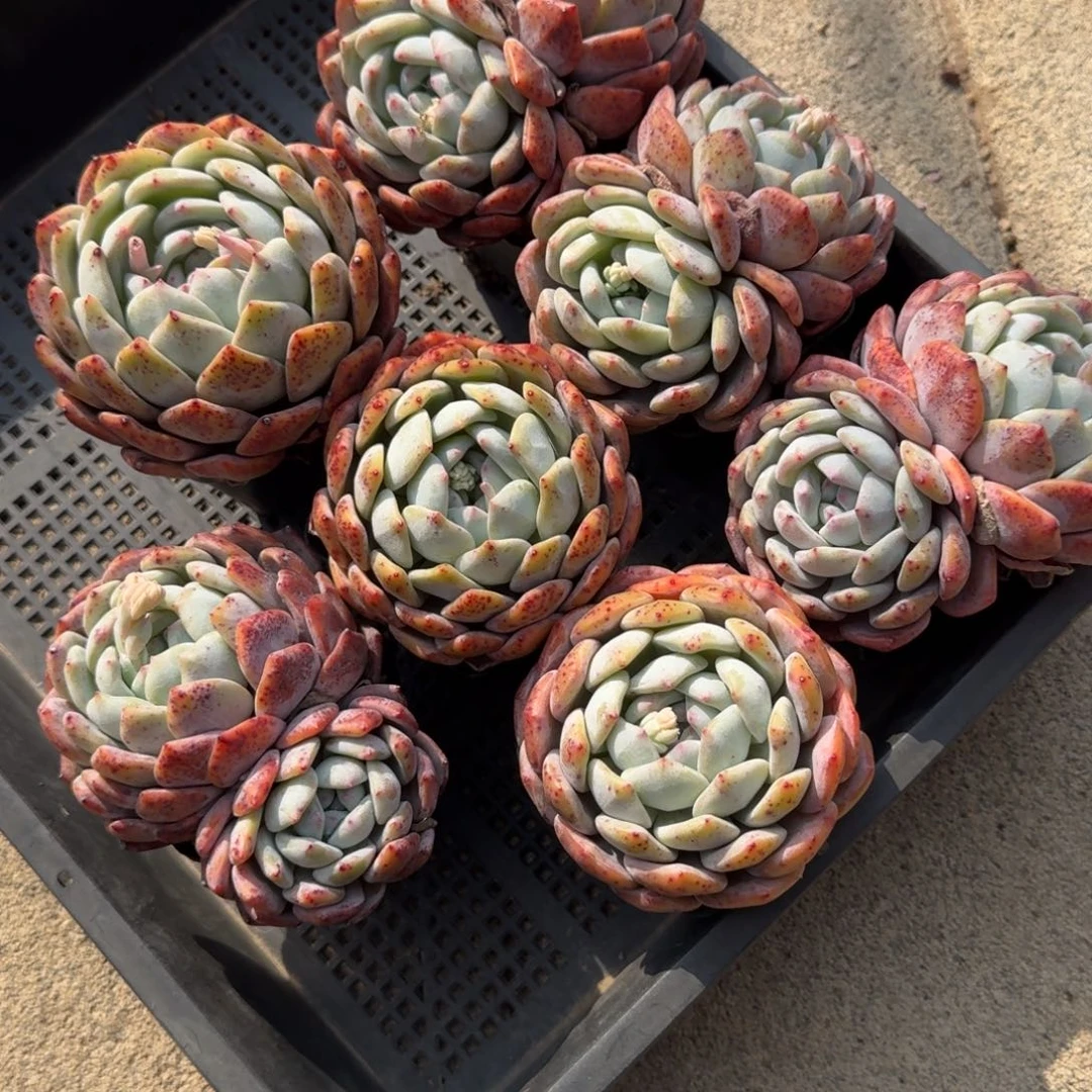 7颗一组，特价组合