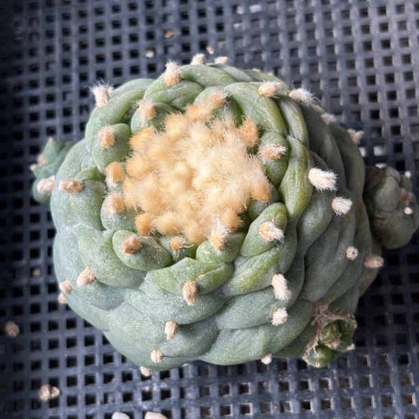 仙人球 有根 一物一拍 931