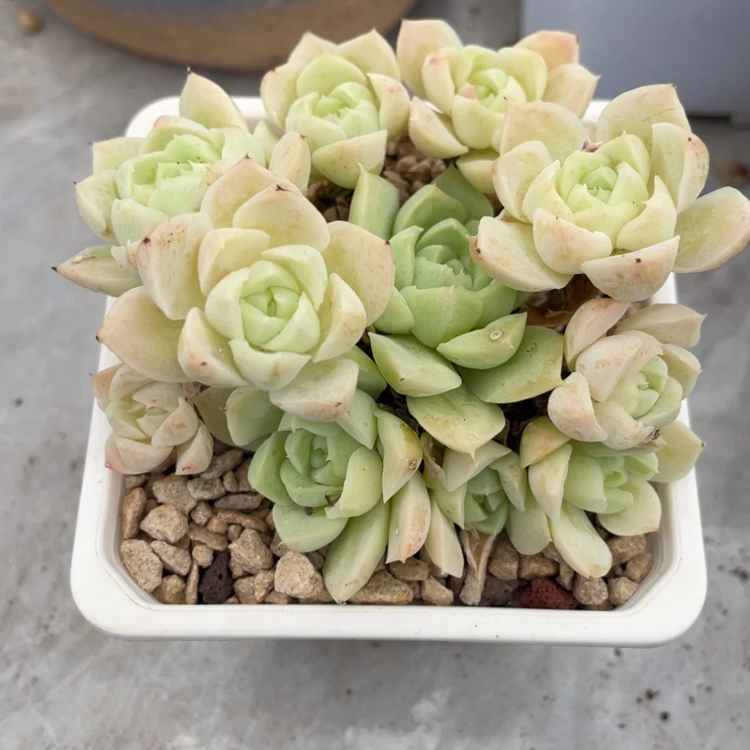 女王杂群生白底满35包邮