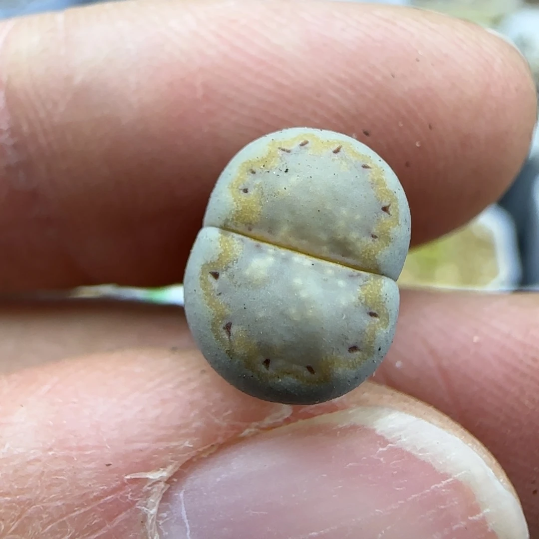 743云朵边饼干清框福利30包邮