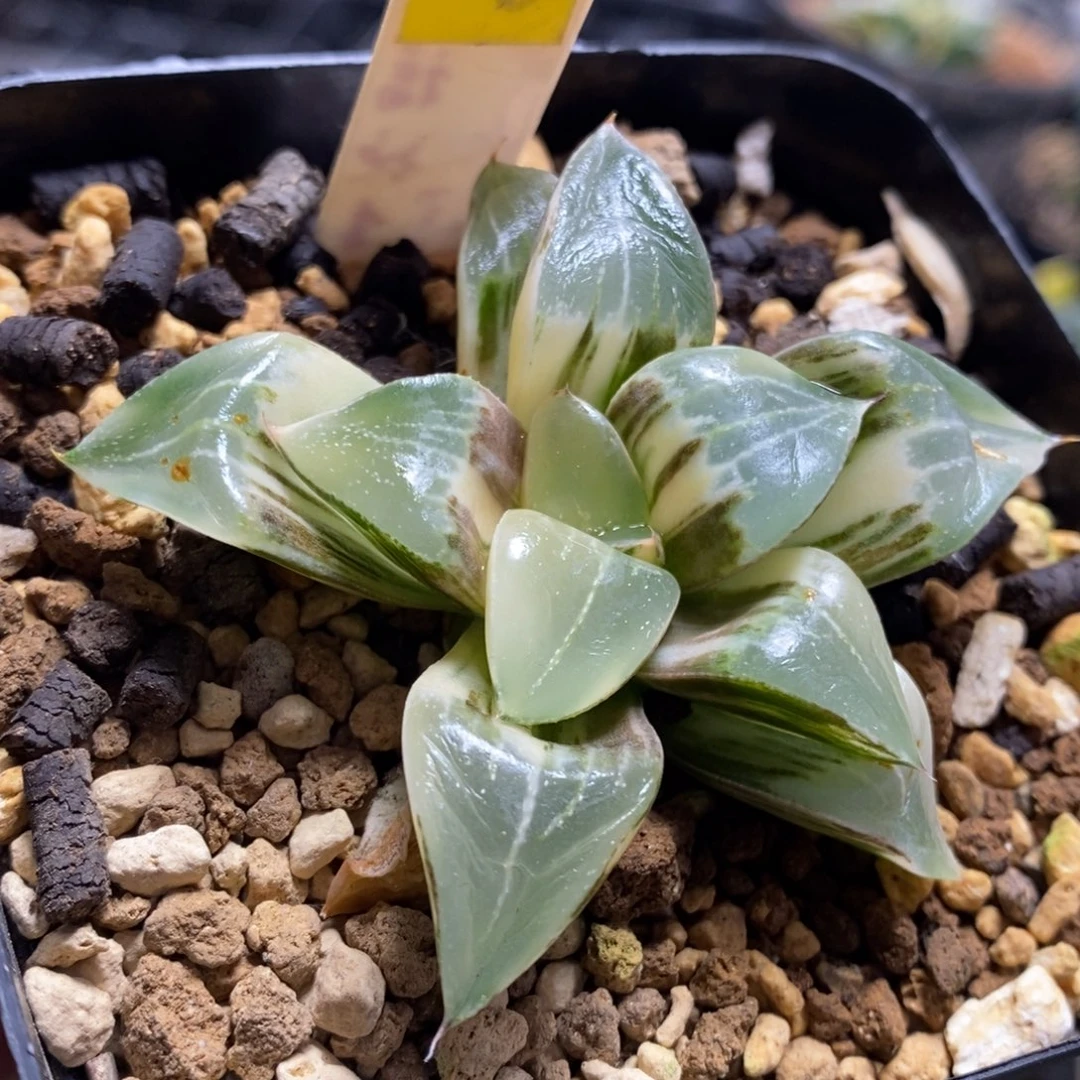 609号实生寿锦多肉植物