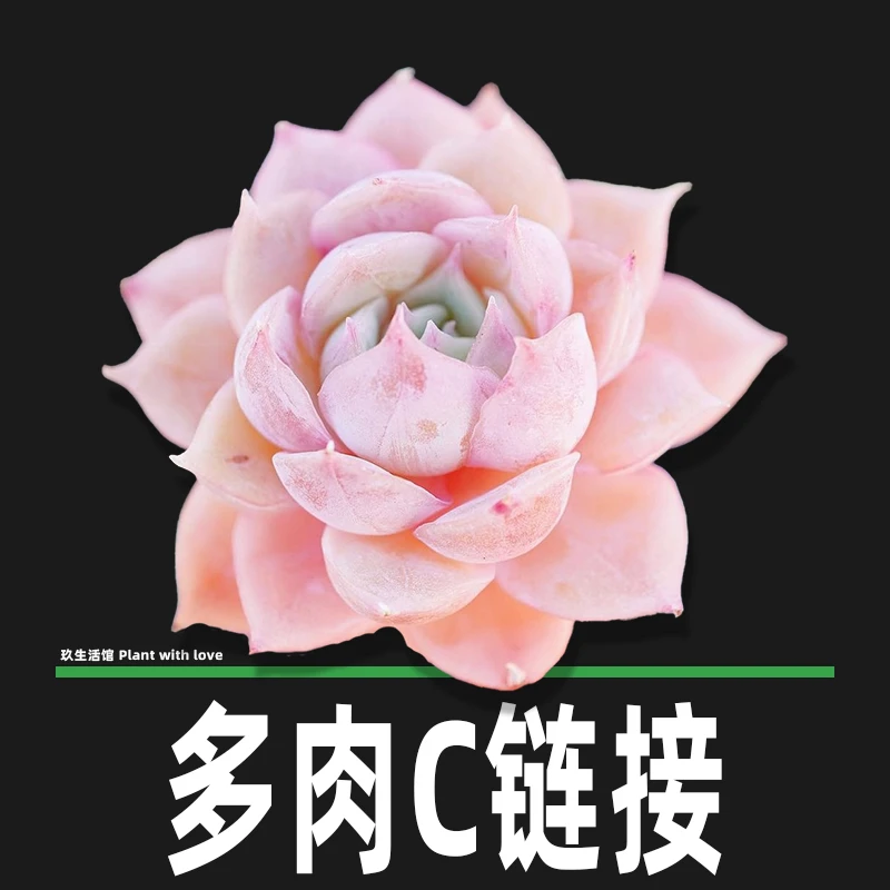 【C】链接 多肉植物 玖