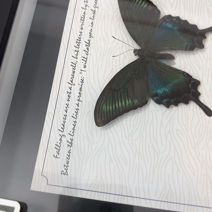 小***）蝴蝶标本定制187@