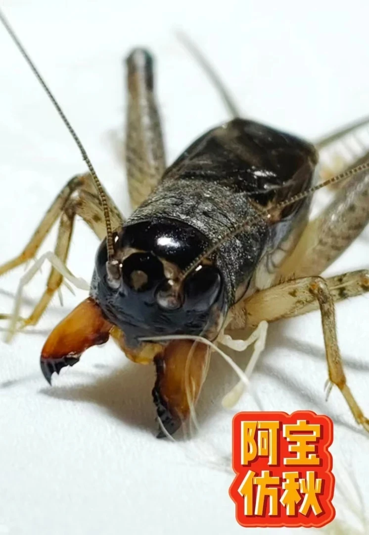 上海阿宝精品仿秋蟋蟀一只  请录开箱视频