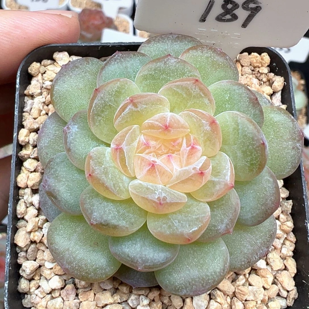 189号风花雪月系列清浅
