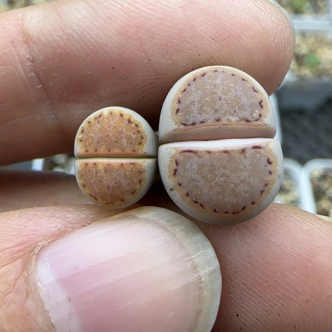 82大长腿218饼干特30包邮