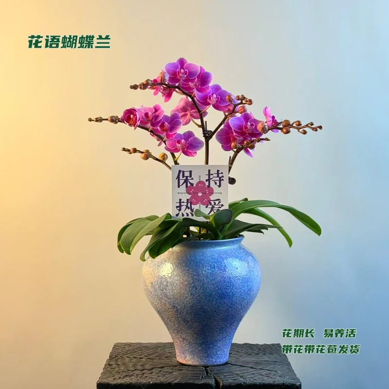 蝴蝶兰【紫霞仙子】 带花带花苞发货 室内客厅阳台花卉 好养易活