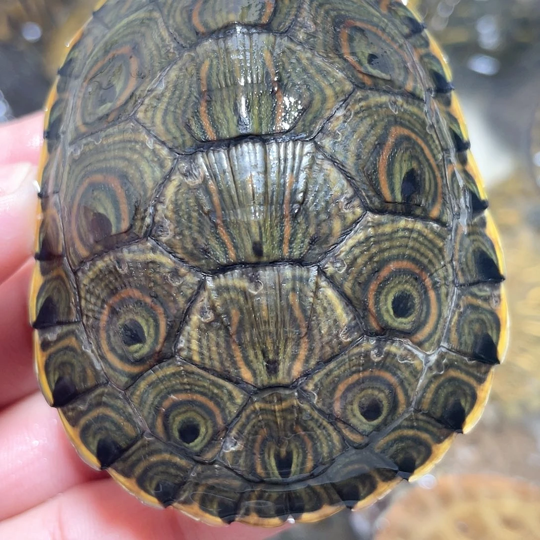 宠物龟不分公母7.1