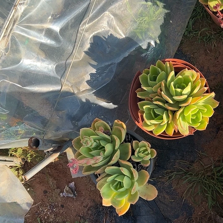 扁**月多肉植物实物126