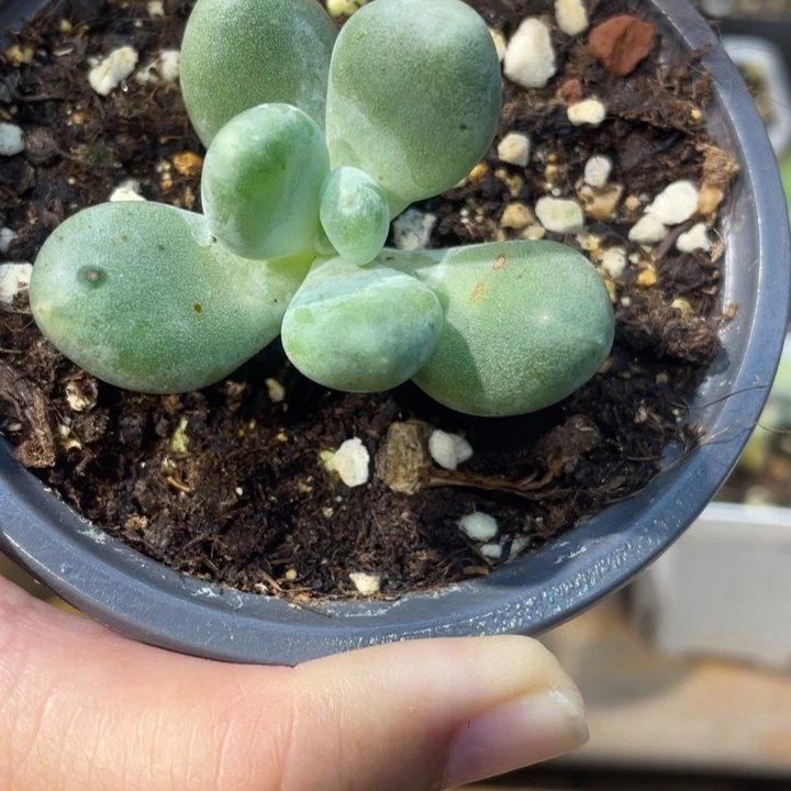 441号宽叶蛋黄锦拉丝锦奶锦啊啊啊啊