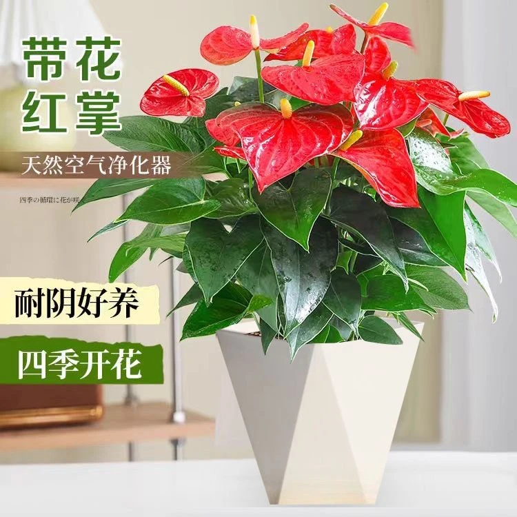 【小燕专属】特级红掌6朵花左右绿植好养鸿运当头四季开花易活常年