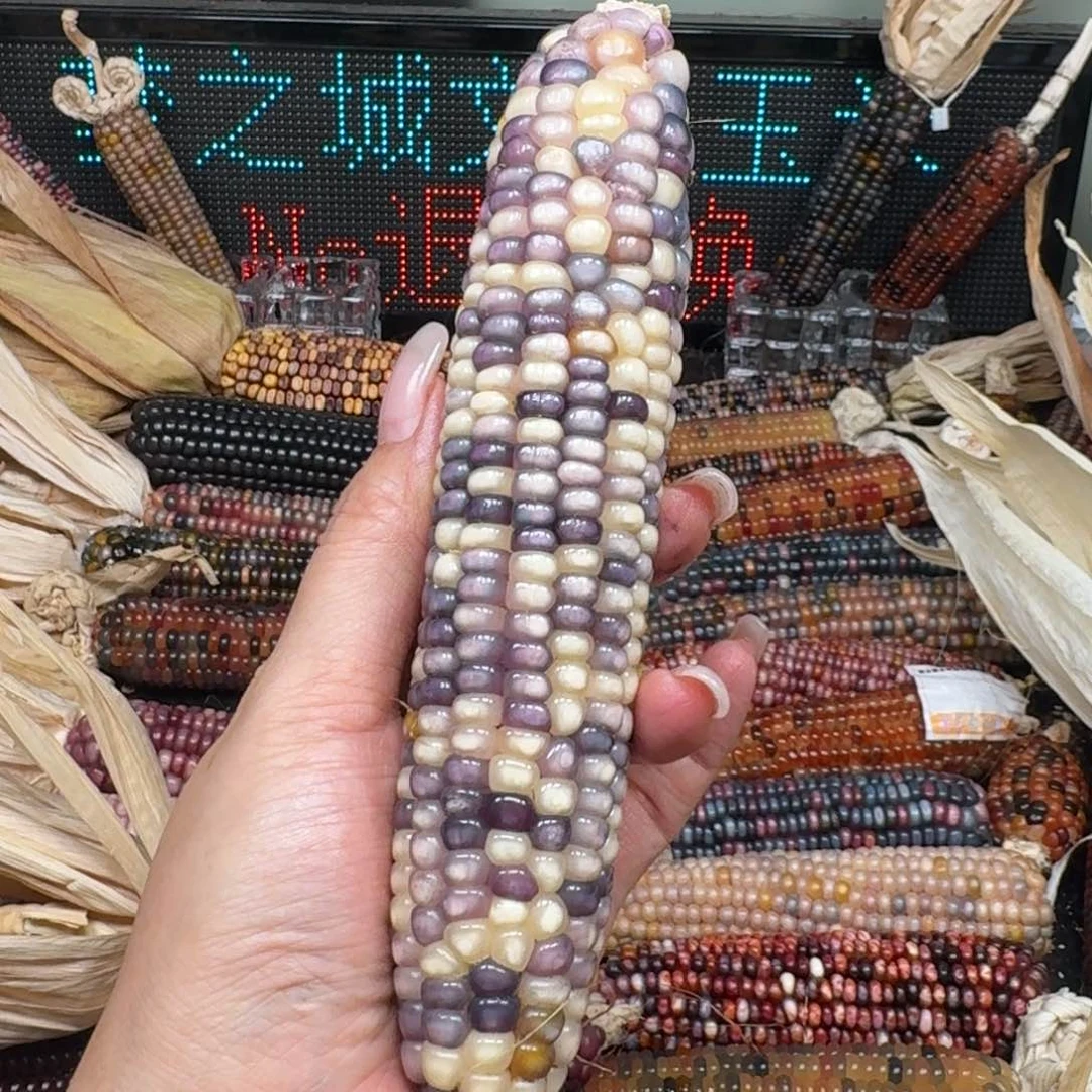 柏香籽/百香籽吊坠༄****