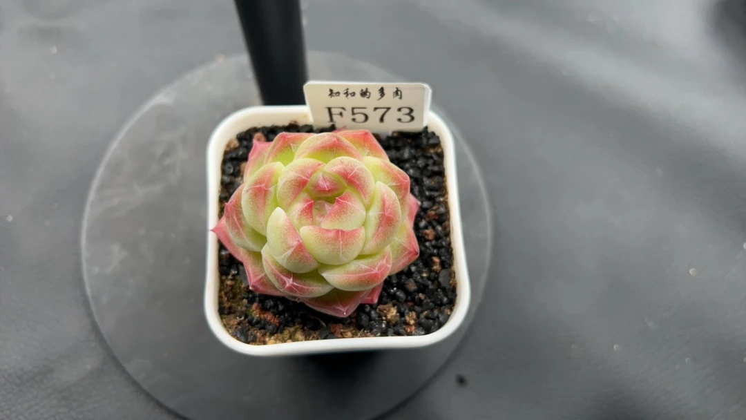 知和的多肉F573专拍链接