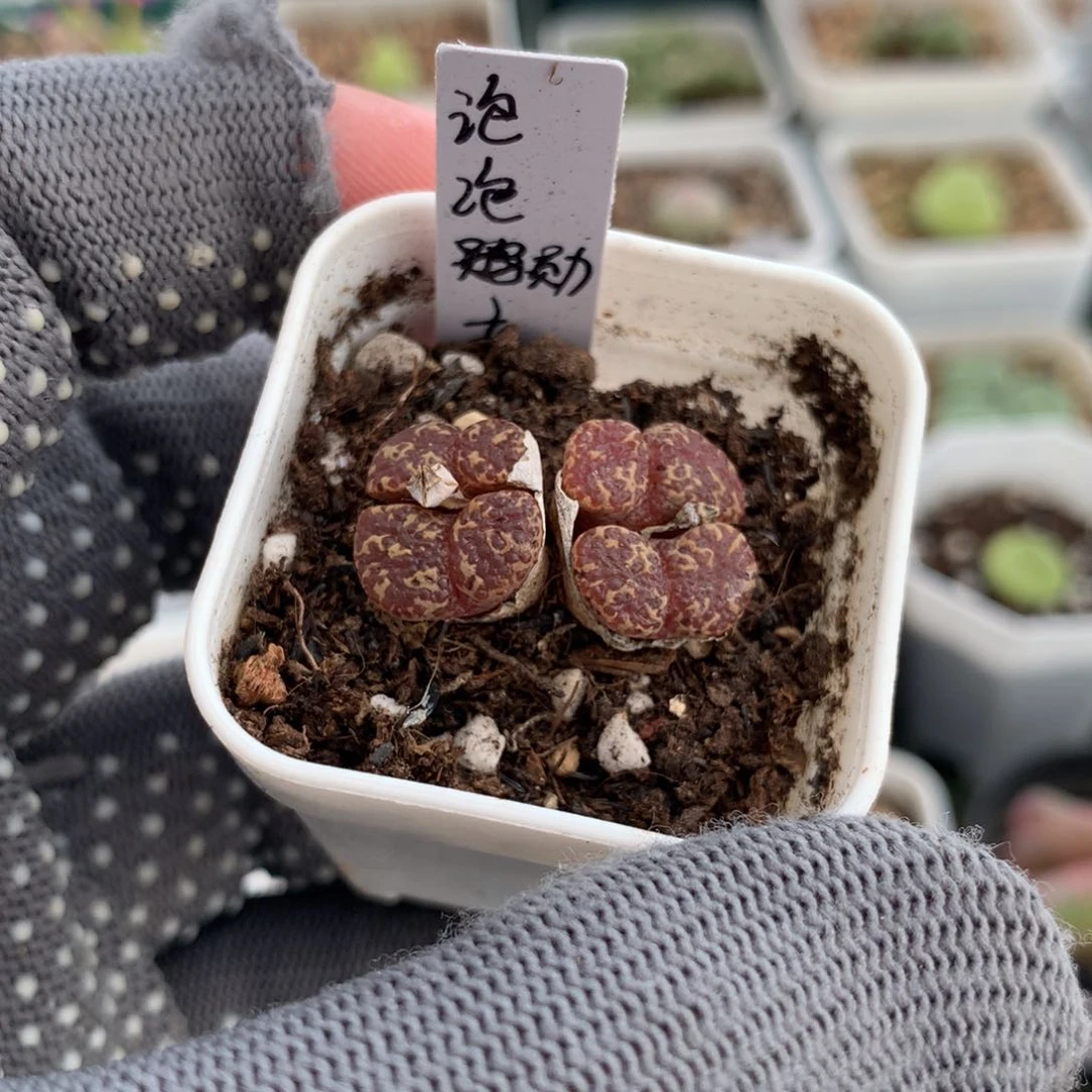 024母本母本母本
