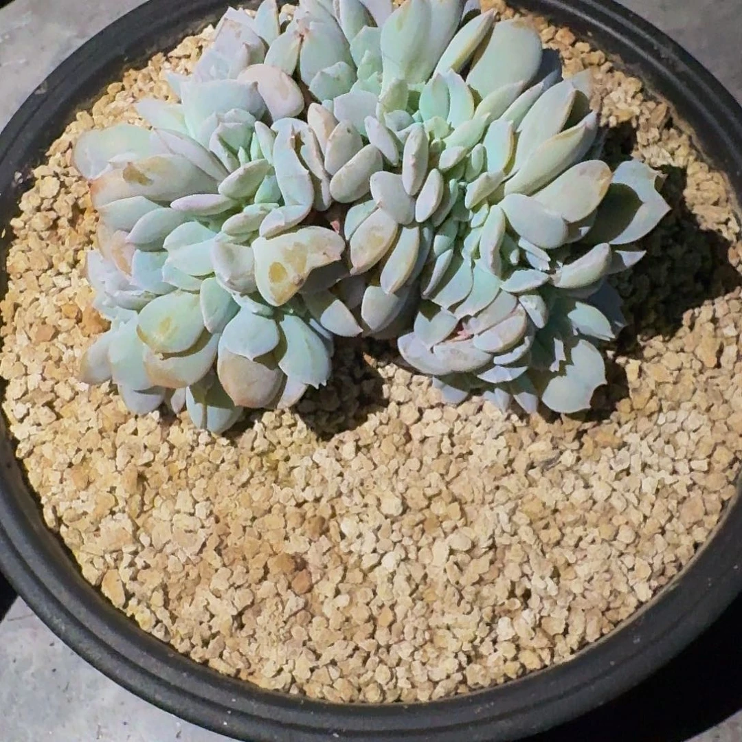 白茶缀化一物一拍