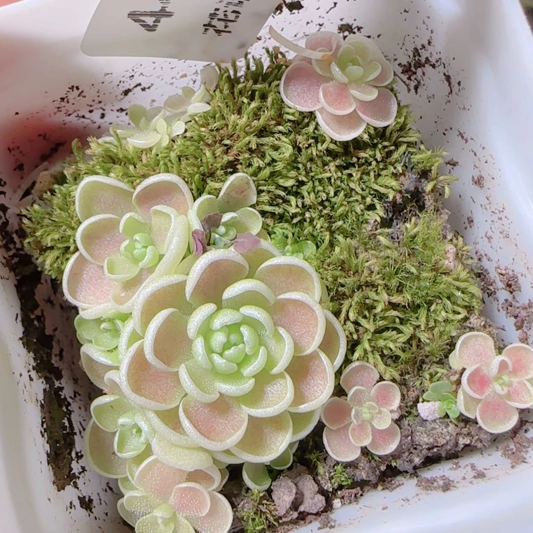 花语逸镜1105-44散