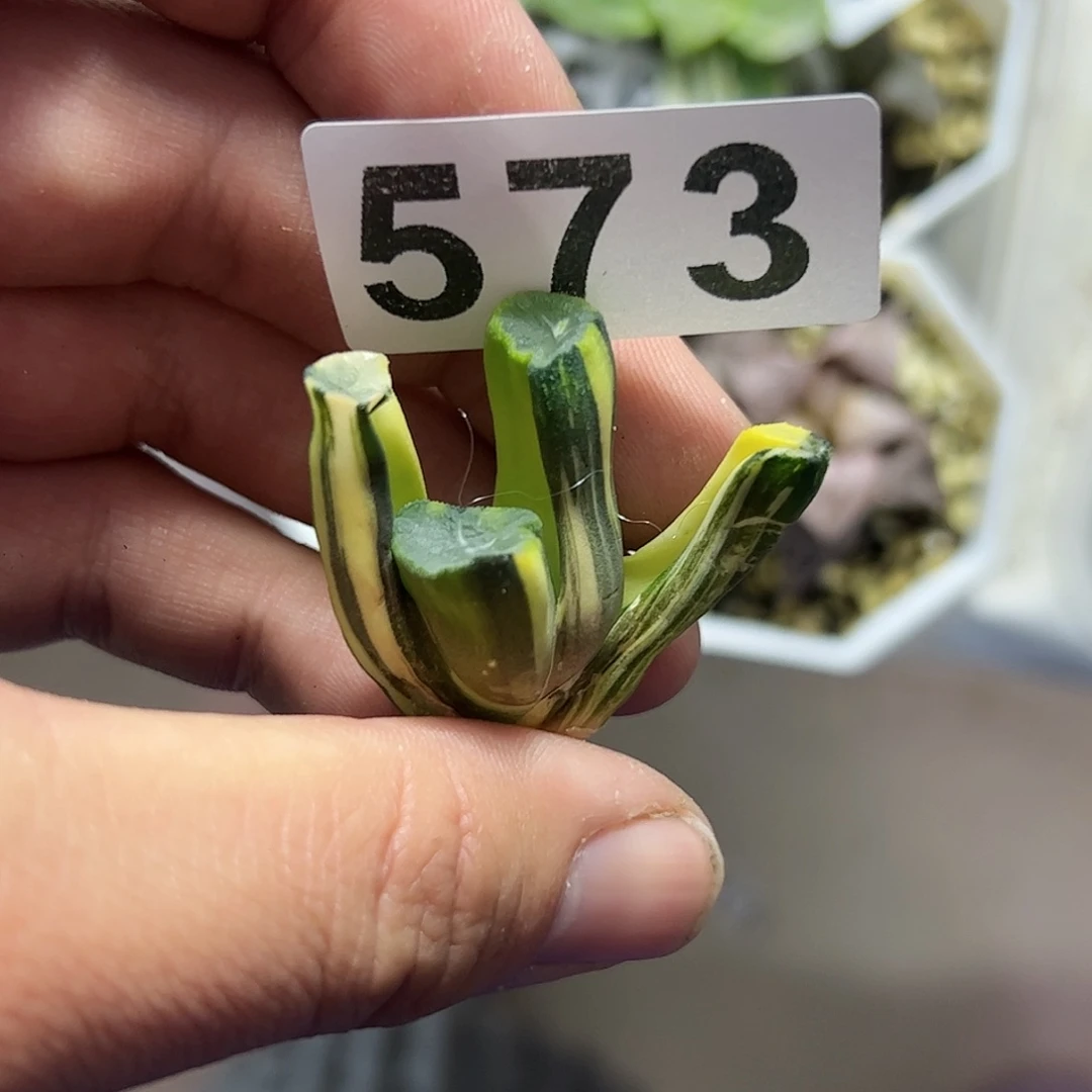 Ms9万象锦十二卷多肉植物