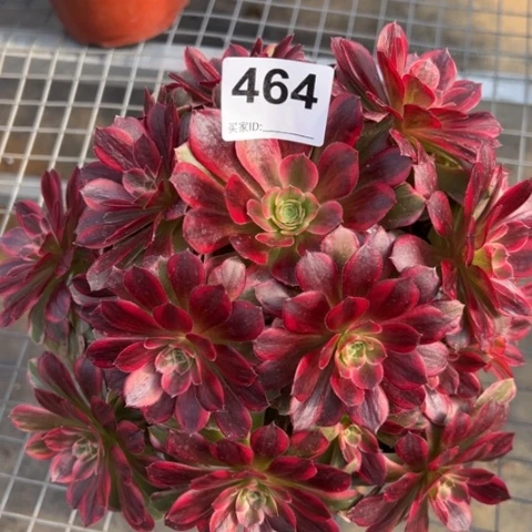 464安娜20厘米左右