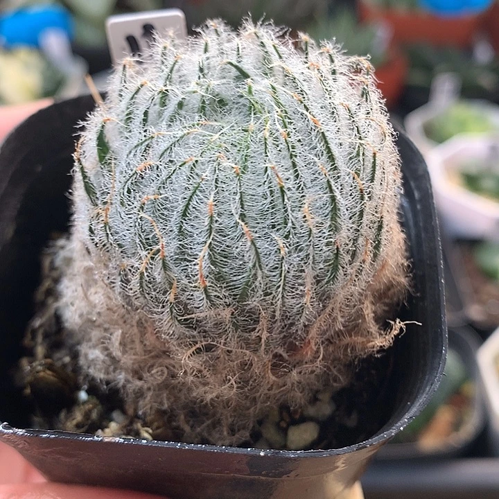 11号赛米维亚原始种