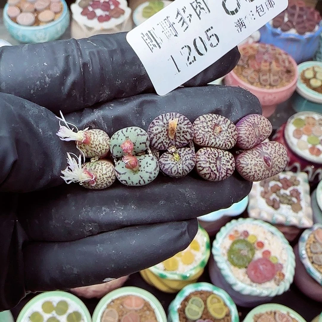 生石花满18包邮1205-89