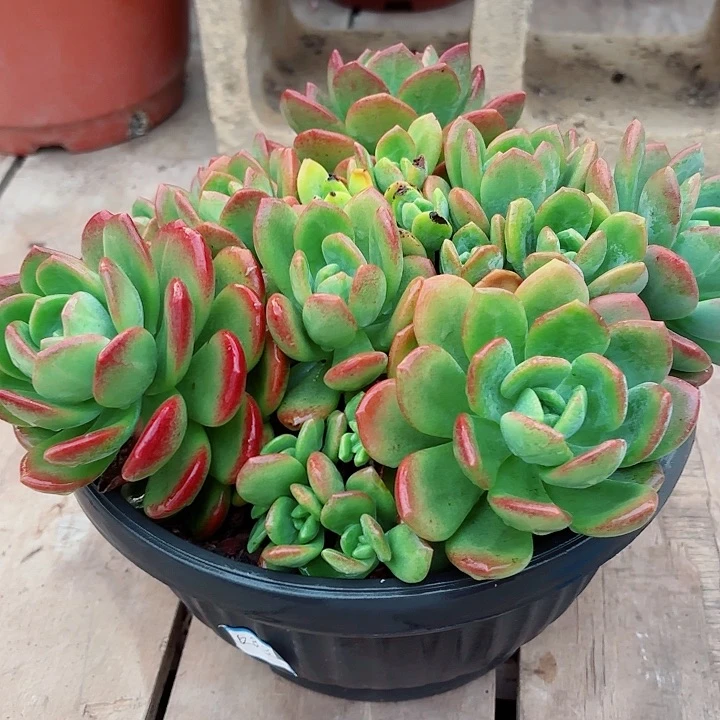 拉萨精品多肉盆栽