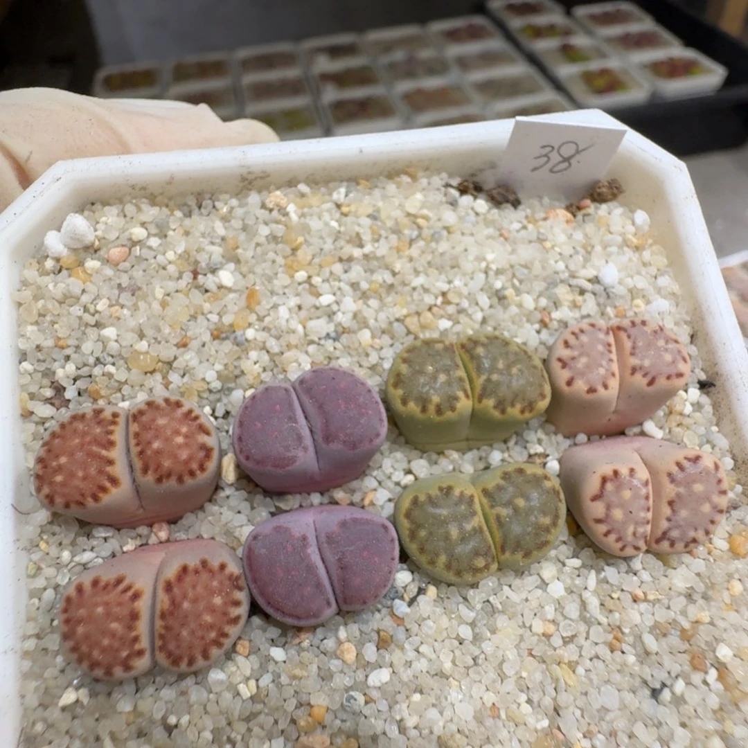 小***鱼0628-58生石花花花