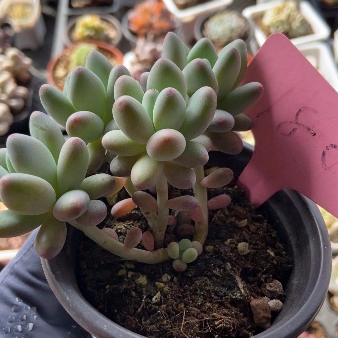 180苹果奶多肉植物保护