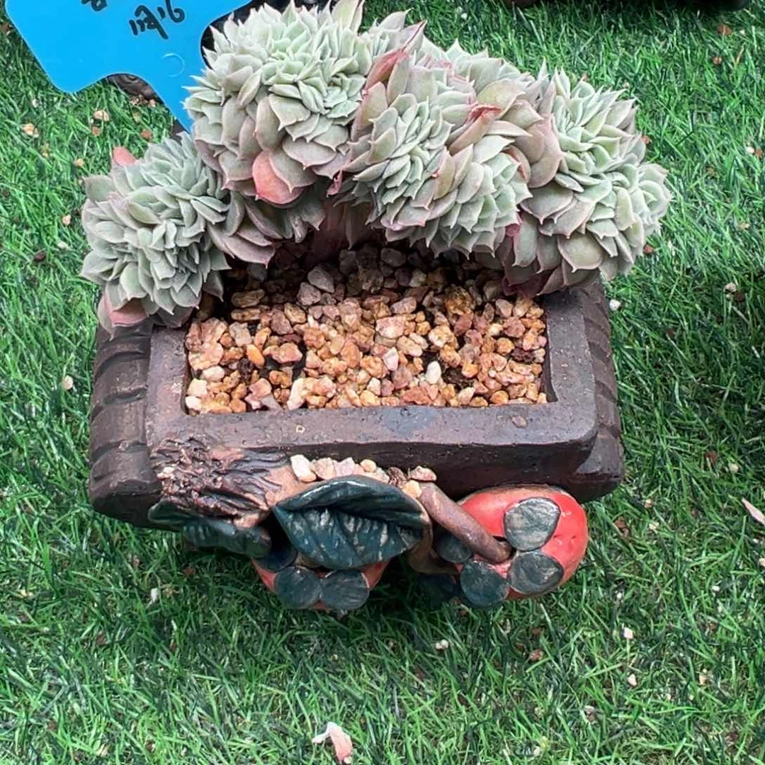 一物一拍链接，李富贵寄养