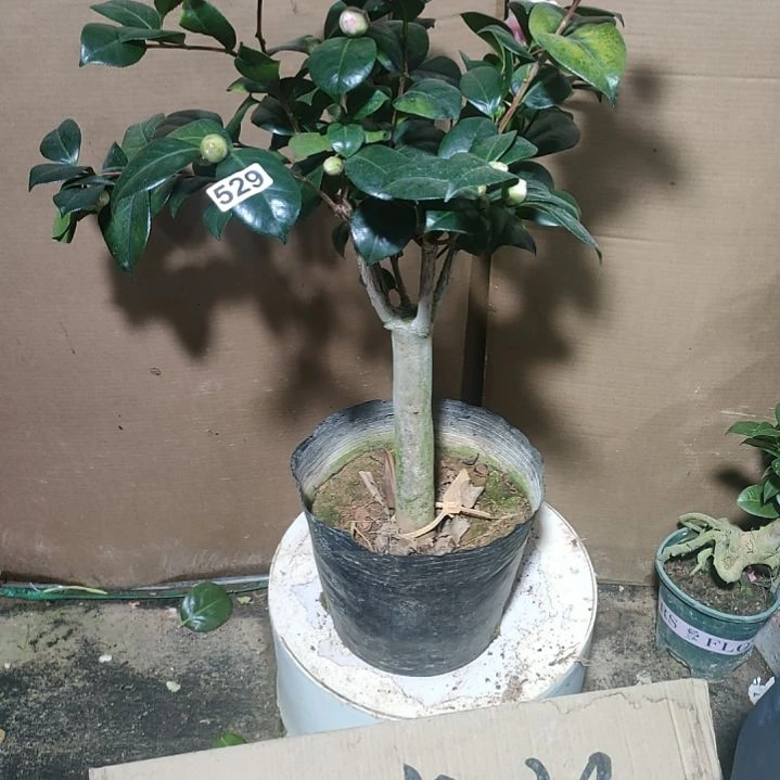 529东海光耀，原盆原土发货，不包邮