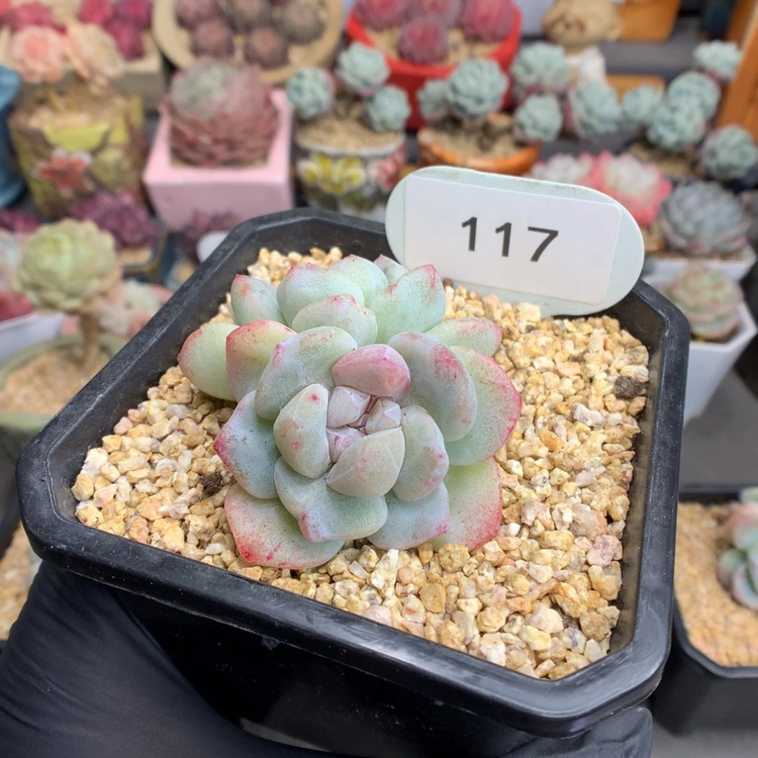 117 冰玉石化下播福利拍