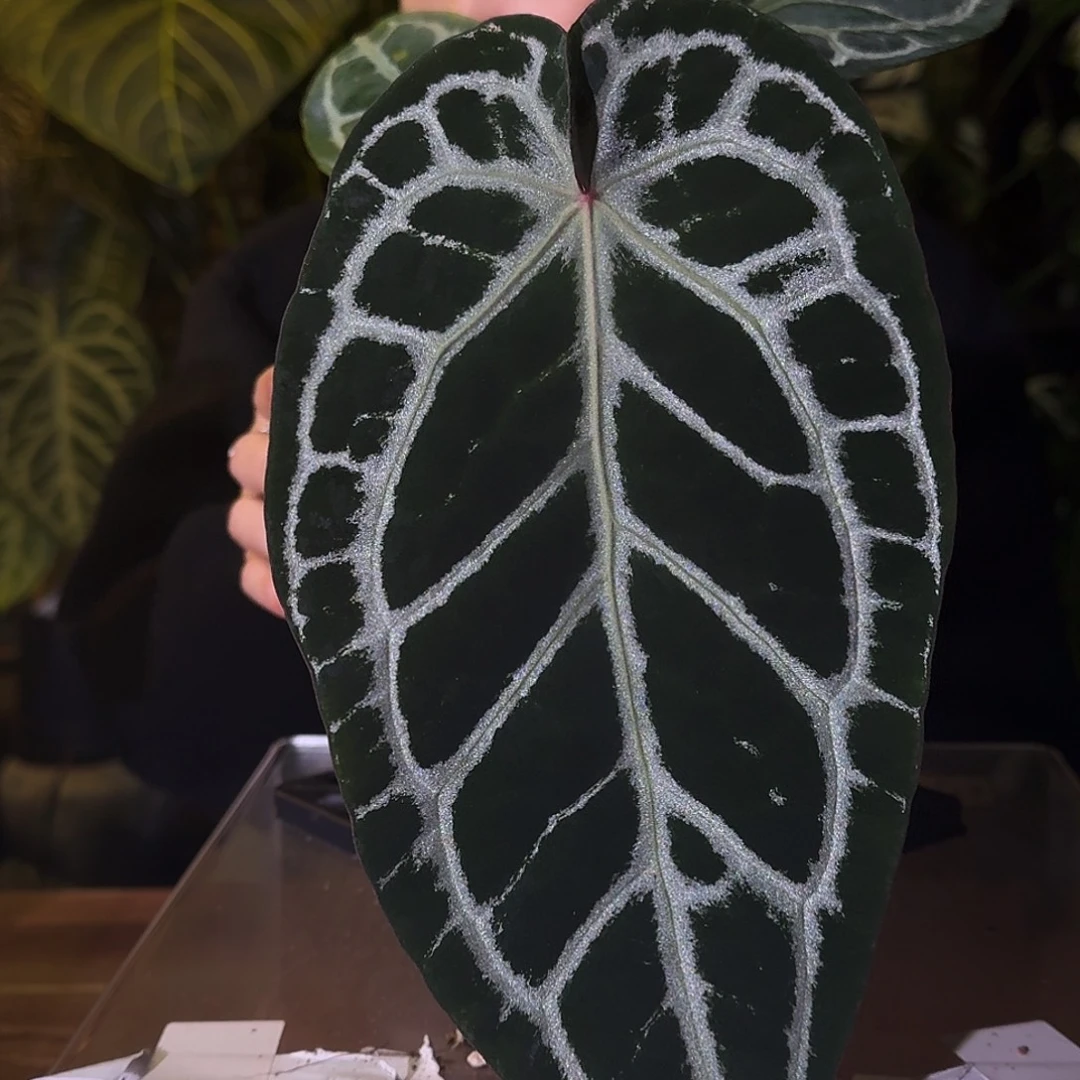 不开花植物C84小钻石杂银骑士