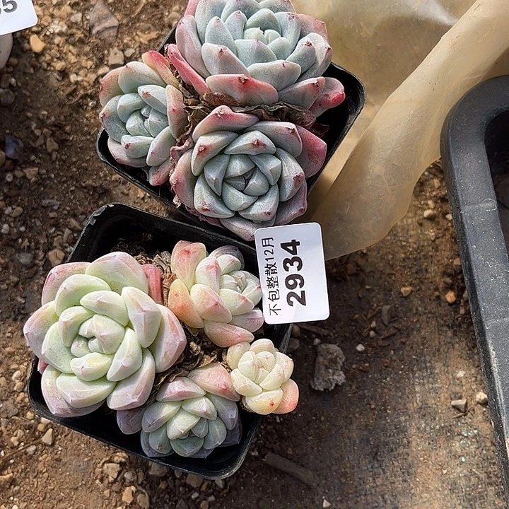 ᴥ****阿雅园艺。       2934两颗
