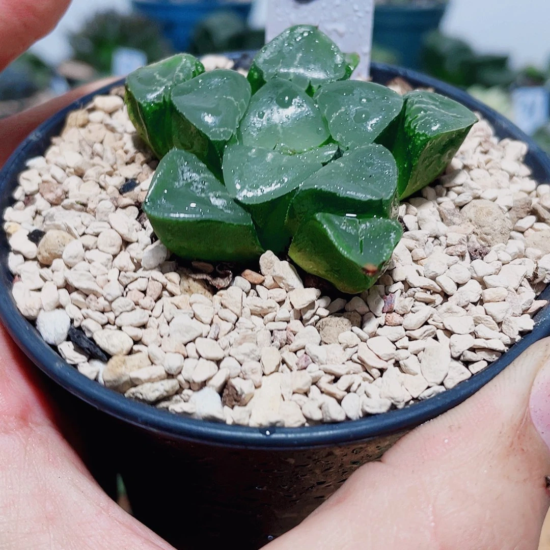 万象盆姬翠多肉带盆