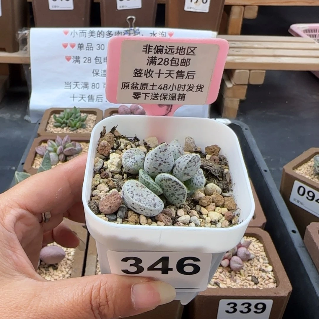 346马蛋多肉植物