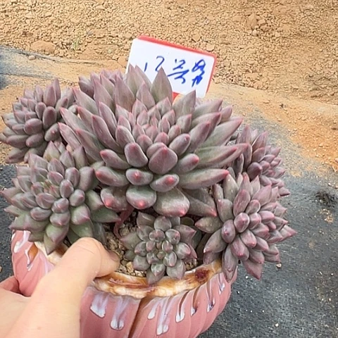 12车里带盆一个多肉