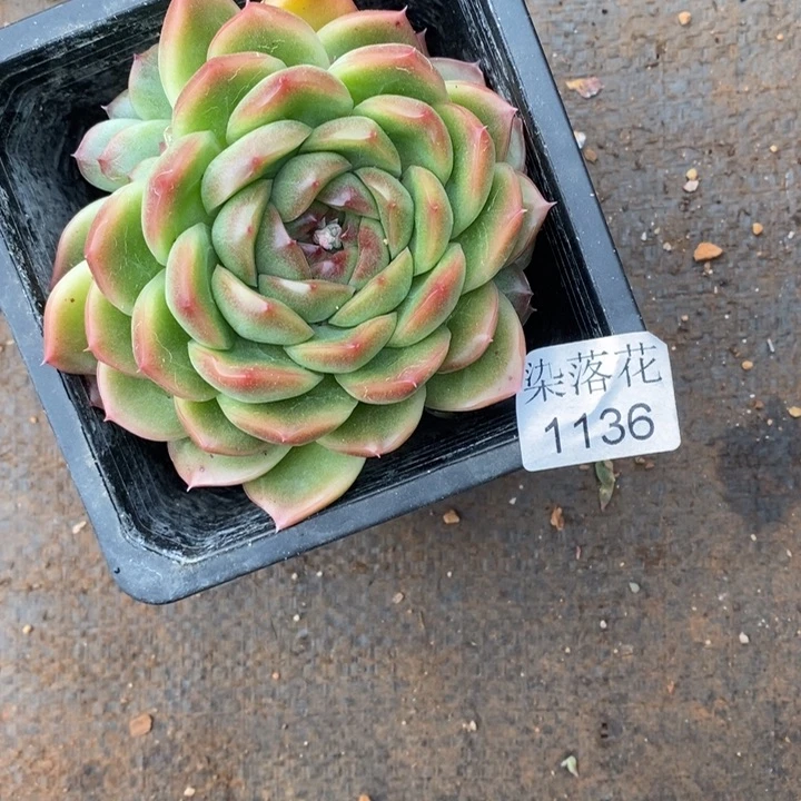 陆*子精品多肉植物1136开花价