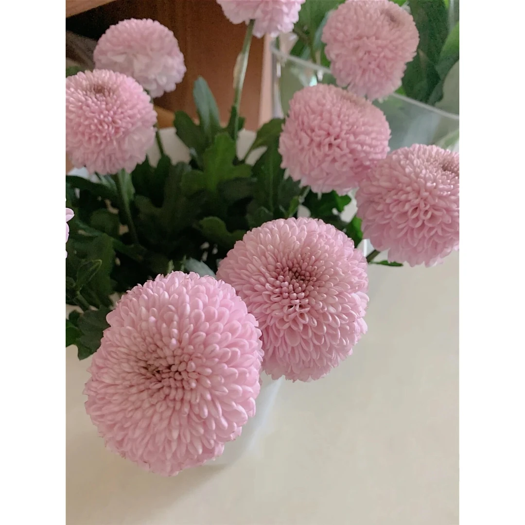 套餐13  粉色乒乓菊3支+粉色单瓣紫罗兰一把