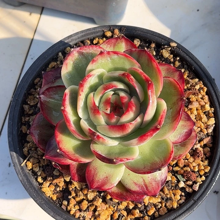 惊鸿仙子一物一拍，12厘米左右