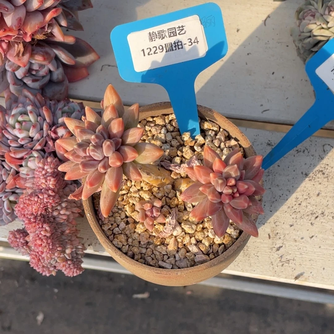 1229-34-伊卡鲁斯一颗