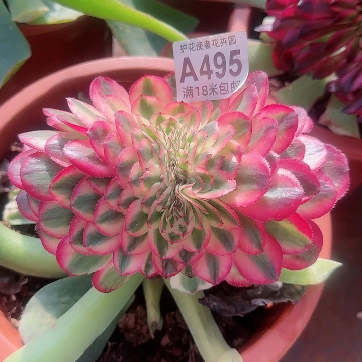 多肉 荔枝缀化多肉法师一礼物