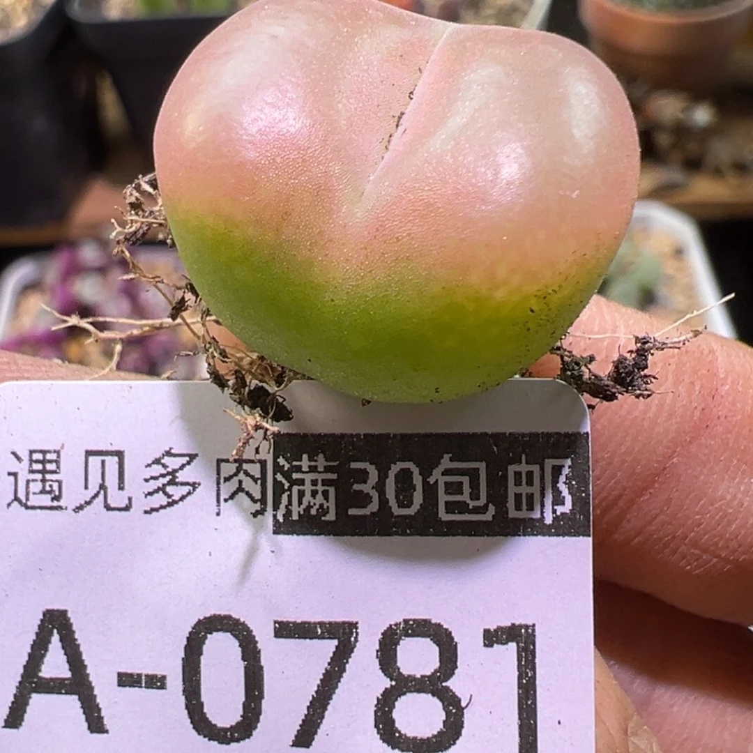 多肉植物1111111111111