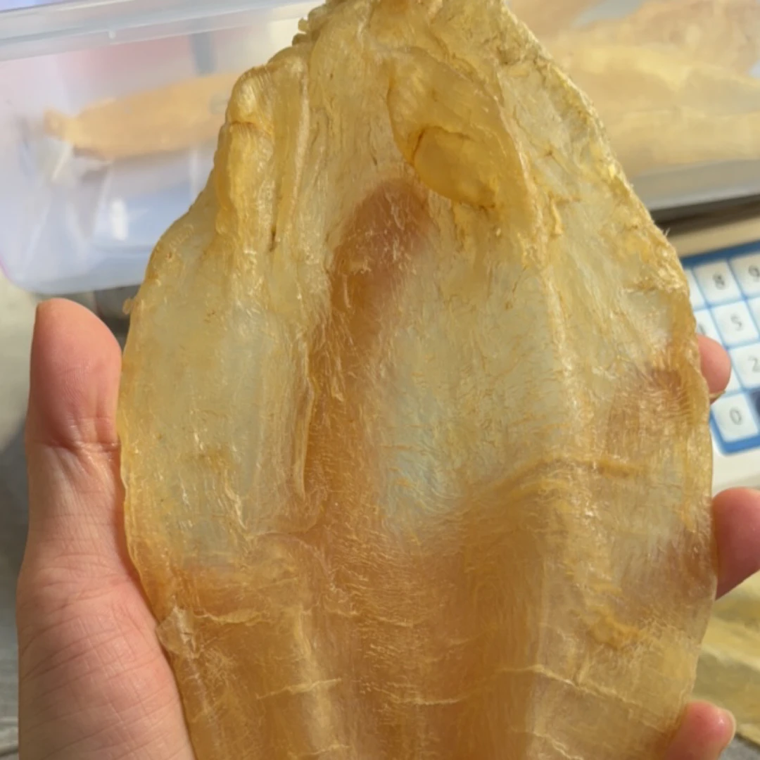 5.5头老苏母鱼胶干货孕妇月子滋补品深海厚肉