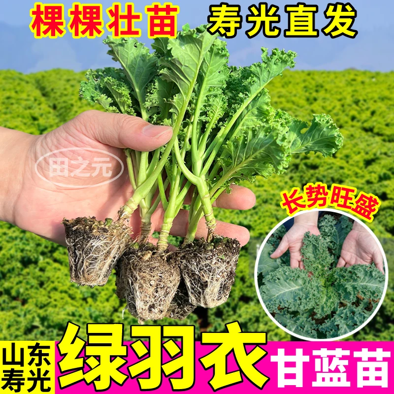 寿光绿羽衣甘蓝苗耐寒高产食用营养观赏紫粉羽衣甘蓝秧盆栽阳台